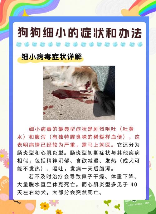 犬细小好转的10个征兆_食欲精神佳,呕吐喷嚏少 犬细小好转的10个征兆_食欲精神佳,呕吐喷嚏少