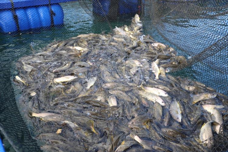 一亩养30万斤鱼_沙脊村创新养殖模式，提高草鱼产量和村民收入