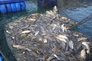 一亩养30万斤鱼_沙脊村创新养殖模式，提高草鱼产量和村民收入