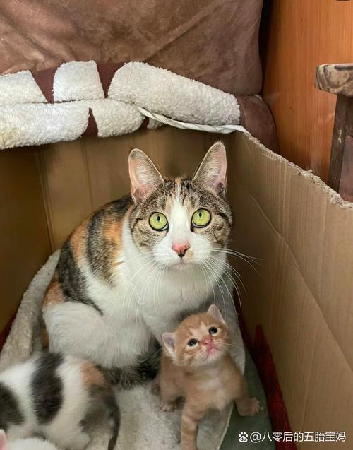 有流浪猫进家生小猫_我家流浪猫生小猫,安全处理与爱心救助 有流浪猫进家生小猫_我家流浪猫生小猫,安全处理与爱心救助