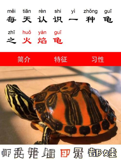 养火焰龟需要加热棒吗_火焰龟冬天加热恒温,健康成长 养火焰龟需要加热棒吗_火焰龟冬天加热恒温,健康成长