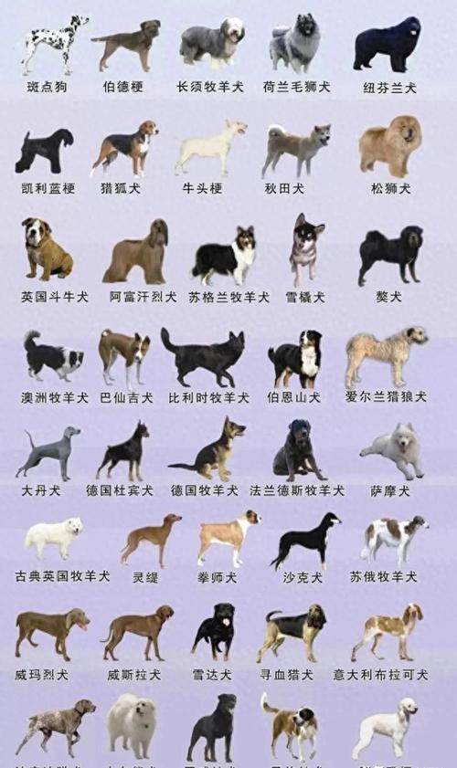 四川禁养犬种名单_成都禁养犬目录增至35种,违规饲养将受罚 四川禁养犬种名单_成都禁养犬目录增至35种,违规饲养将受罚