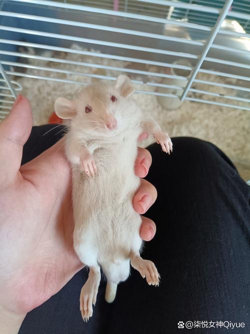 养个猫老鼠会搬走吗_猫能吓老鼠,但未必能完全赶光,还得综合防治 养个猫老鼠会搬走吗_猫能吓老鼠,但未必能完全赶光,还得综合防治