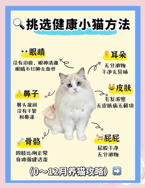 给野猫喂食会认主吗_猫咪认你靠喂食和气味,信任是关键 给野猫喂食会认主吗_猫咪认你靠喂食和气味,信任是关键