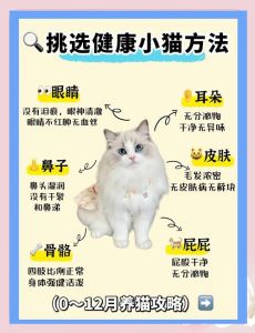 给野猫喂食会认主吗_猫咪认你靠喂食和气味，信任是关键