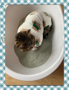 刷完猫砂盆小猫一直闻_小猫闻猫砂盆是正常行为，保持清洁很重要