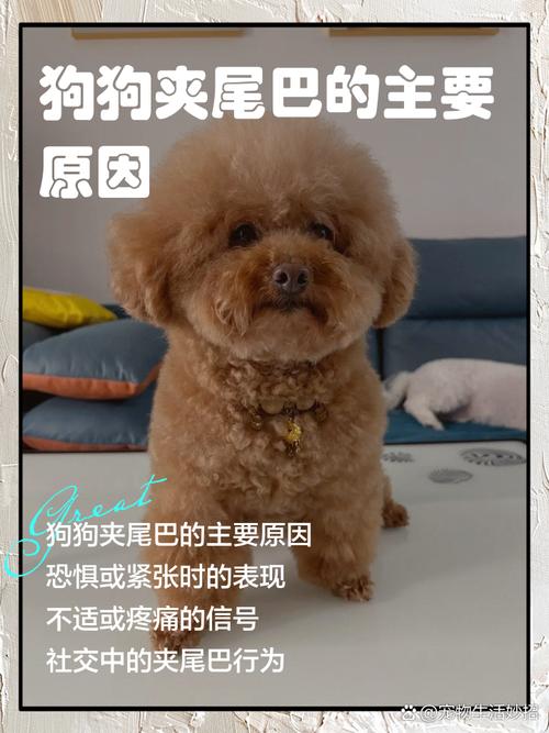 狗夹尾巴是害怕吗_狗狗夹尾巴原因及应对方法