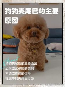 狗夹尾巴是害怕吗_狗狗夹尾巴原因及应对方法