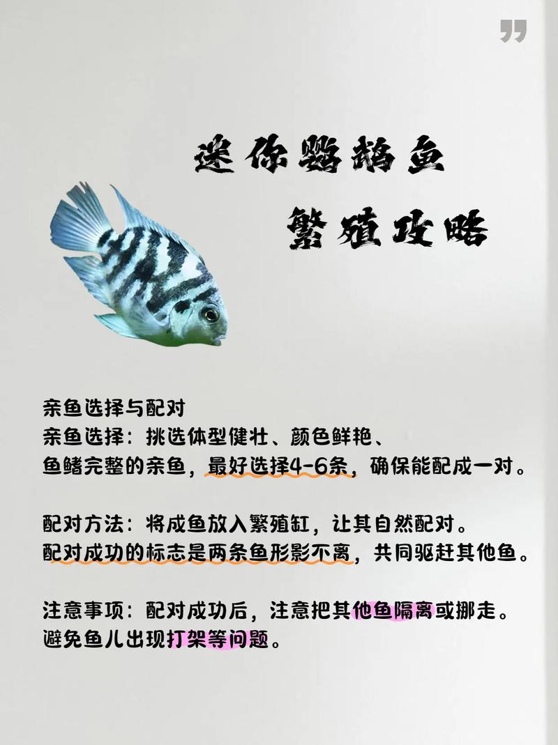 养迷你鹦鹉鱼十大禁忌_6条起养!迷你鹦鹉鱼饲养要点 养迷你鹦鹉鱼十大禁忌_6条起养!迷你鹦鹉鱼饲养要点