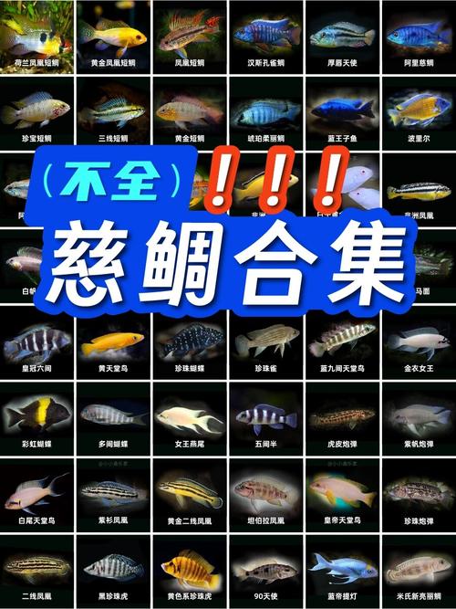 慈鲷鱼为什么养不活_稳定水质防打斗,新手养慈鲷要细心 慈鲷鱼为什么养不活_稳定水质防打斗,新手养慈鲷要细心