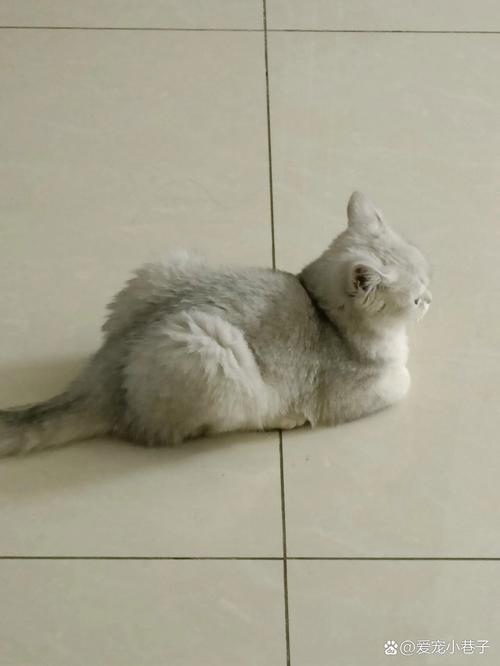 猫鼻子干没精神老趴着_猫咪鼻子干没精神?注意观察及时就医! 猫鼻子干没精神老趴着_猫咪鼻子干没精神?注意观察及时就医!