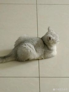 猫鼻子干没精神老趴着_猫咪鼻子干没精神？注意观察及时就医！