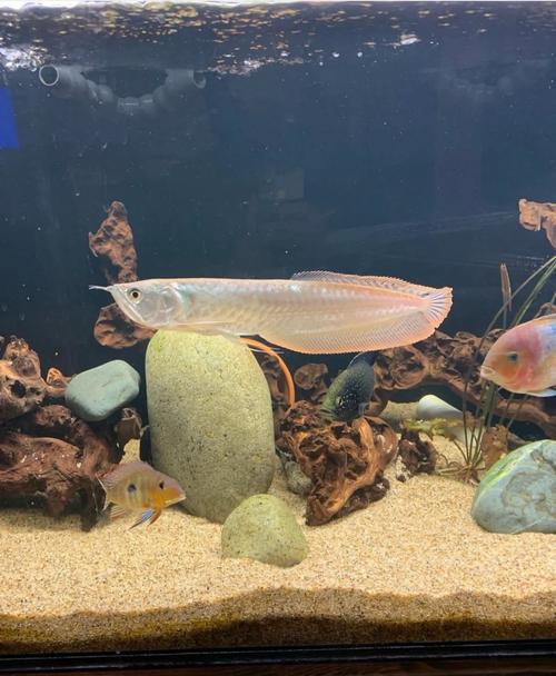 60缸能不能养银龙鱼_银龙鱼需大缸养,空间水质是关键 60缸能不能养银龙鱼_银龙鱼需大缸养,空间水质是关键