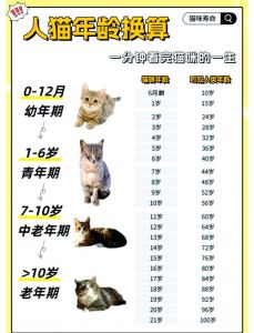 十几年的猫相当于人多大_猫咪年龄换算，1岁等于15岁！