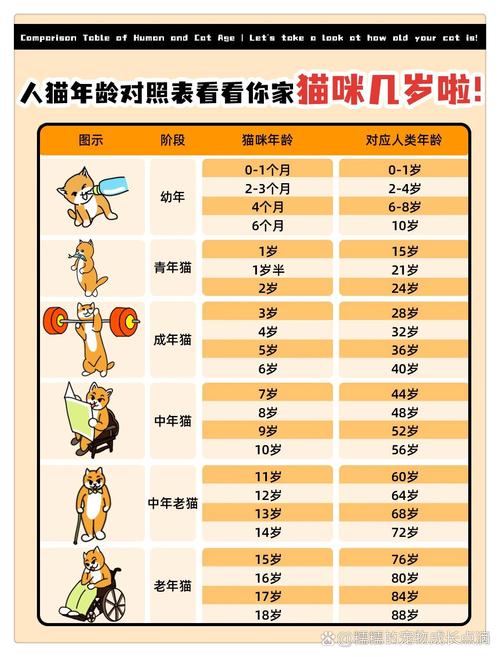 4岁的猫相当人类几岁_猫咪年龄换算及中老年养护要点 4岁的猫相当人类几岁_猫咪年龄换算及中老年养护要点