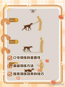 小幼犬怎么训练大小便_看信号及时引导，耐心奖励不打骂