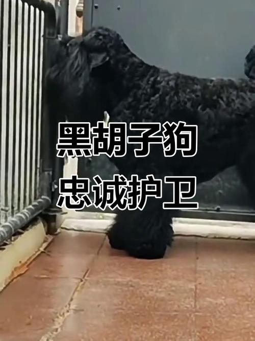 俄罗斯梗犬_忠诚伴侣,适合有经验的宠主 俄罗斯梗犬_忠诚伴侣,适合有经验的宠主