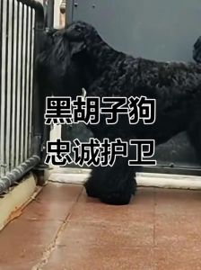 俄罗斯梗犬_忠诚伴侣，适合有经验的宠主