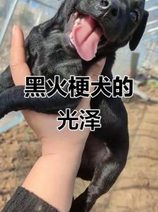 火梗犬最厉害三个特点_勇敢倔强，需耐心运动，忠诚聪明好伙伴