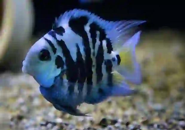 白金迷你鹦鹉鱼繁殖前兆_迷你鹦鹉鱼繁殖快,半年5窝,养鱼人头疼应对 白金迷你鹦鹉鱼繁殖前兆_迷你鹦鹉鱼繁殖快,半年5窝,养鱼人头疼应对