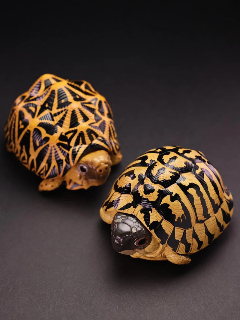 西部赫曼陆龟多大可以繁殖_西部赫曼陆龟繁殖与生长特点 西部赫曼陆龟多大可以繁殖_西部赫曼陆龟繁殖与生长特点