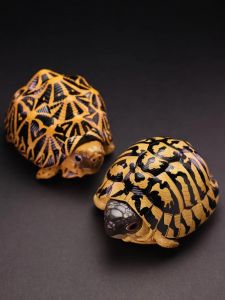 西部赫曼陆龟多大可以繁殖_西部赫曼陆龟繁殖与生长特点