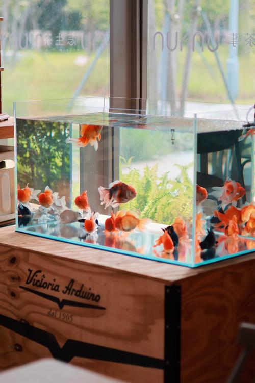 老水缸养金鱼_水要过渡，鱼才活！