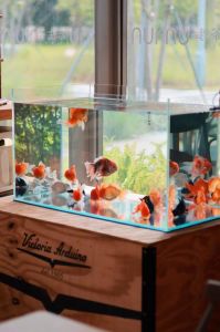 老水缸养金鱼_水要过渡，鱼才活！