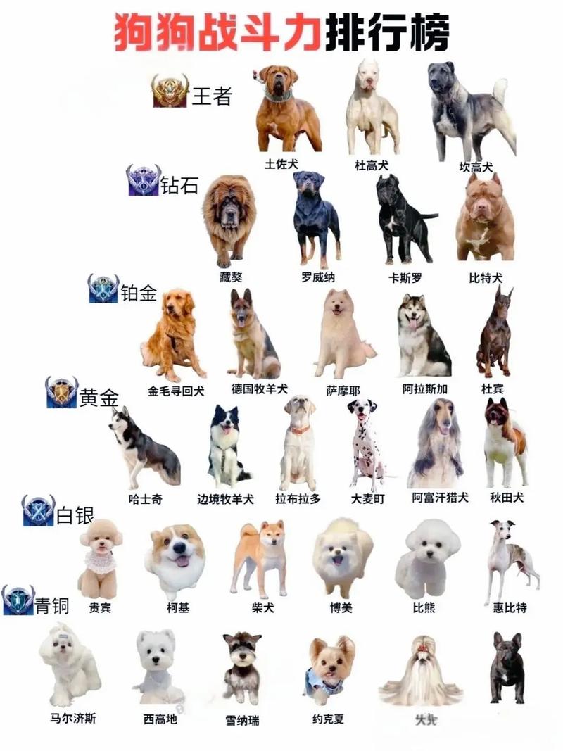 中型犬前10名_中型犬选哪个?边牧萨摩金毛柴犬大盘点! 中型犬前10名_中型犬选哪个?边牧萨摩金毛柴犬大盘点!