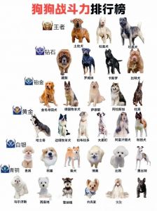 中型犬前10名_中型犬选哪个？边牧萨摩金毛柴犬大盘点！