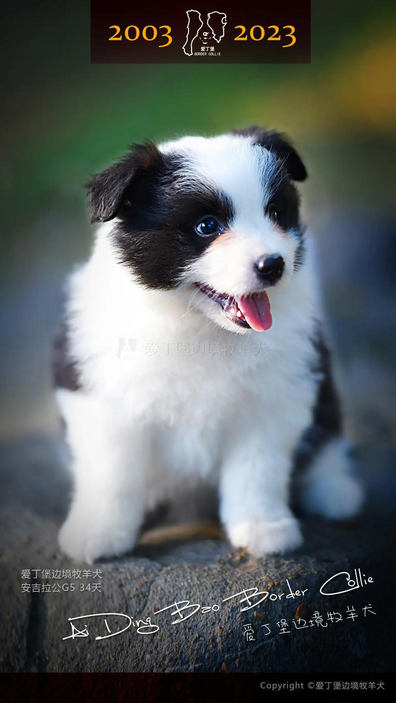 小边境牧羊犬_边境牧羊犬聪明易训,需科学喂养 小边境牧羊犬_边境牧羊犬聪明易训,需科学喂养