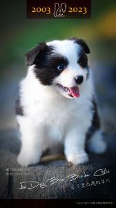 小边境牧羊犬_边境牧羊犬聪明易训，需科学喂养