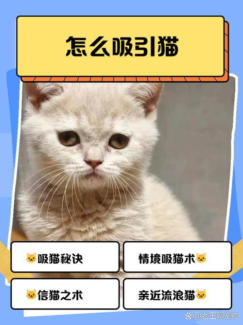 赶走野猫的绝招_野猫怕柠檬皮和音乐，花园种植物或栅栏也能防