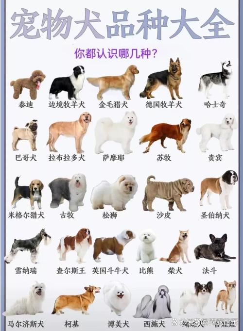中型犬排行榜前十名_边牧哈士奇萨摩耶田园犬柴犬 中型犬排行榜前十名_边牧哈士奇萨摩耶田园犬柴犬