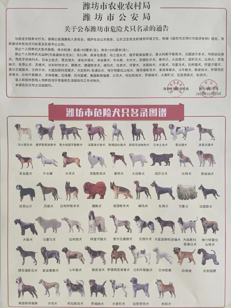 不属于禁养犬种的大型犬_选温顺犬养,文明养狗,社区更和谐 不属于禁养犬种的大型犬_选温顺犬养,文明养狗,社区更和谐