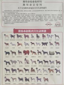不属于禁养犬种的大型犬_选温顺犬养，文明养狗，社区更和谐