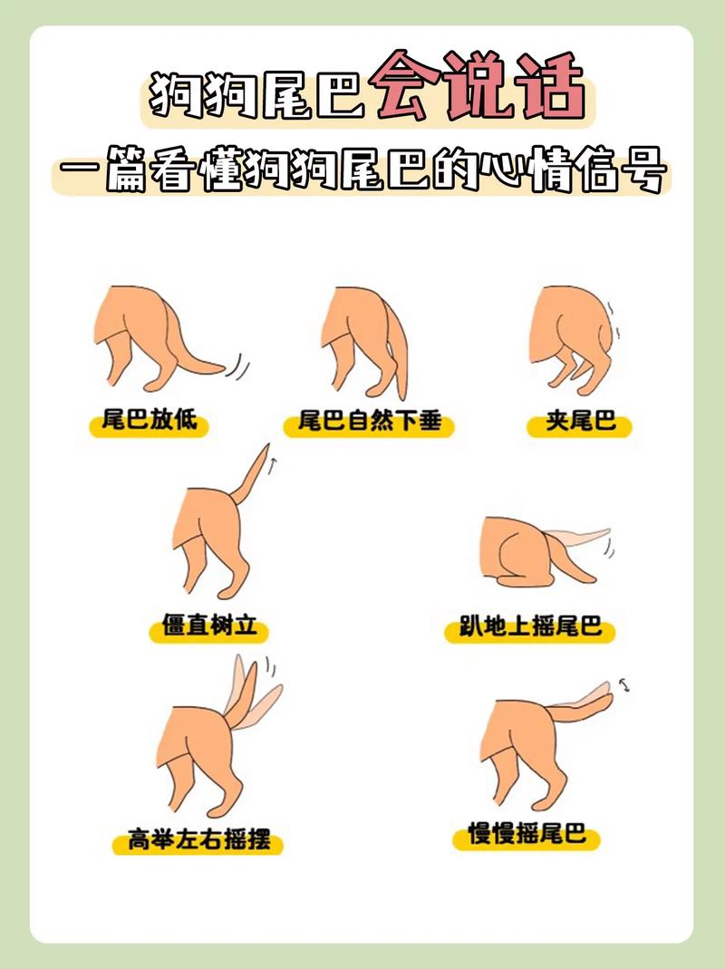 狗尾巴能不能拽_别拉狗尾巴,会受伤伤心情 狗尾巴能不能拽_别拉狗尾巴,会受伤伤心情