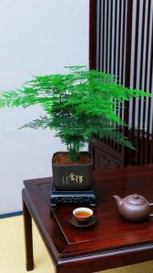 文竹种在水里水里适合养鱼吗_鱼和文竹一起养，注意方法能共生