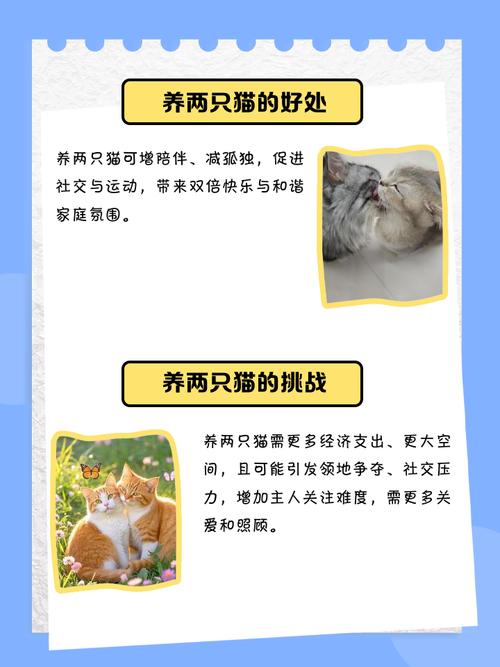 养两只猫比一只更好吗_单猫专注陪伴,双猫互相解闷,选猫需考虑多方面因素 养两只猫比一只更好吗_单猫专注陪伴,双猫互相解闷,选猫需考虑多方面因素