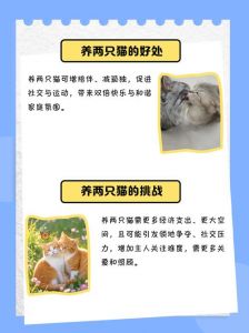 养两只猫比一只更好吗_单猫专注陪伴，双猫互相解闷，选猫需考虑多方面因素