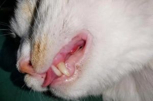 猫口炎早期10大表现_红肿流口水，疼痛拒食