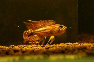 阿卡西短鲷鱼好养吗_阿卡西短鲷好养吗？新手也能轻松饲养！