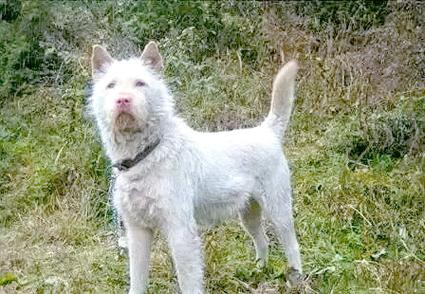 山区打猎嗅觉最好的犬_守护狩猎文化,保护濒危犬种 山区打猎嗅觉最好的犬_守护狩猎文化,保护濒危犬种