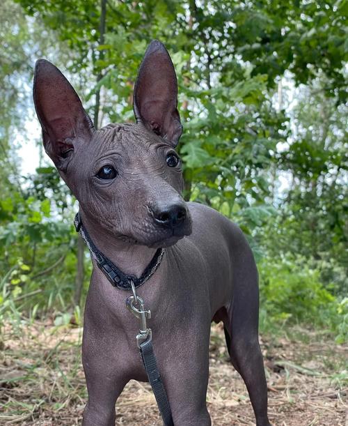 没尾巴的狗品种_短尾基因与照顾