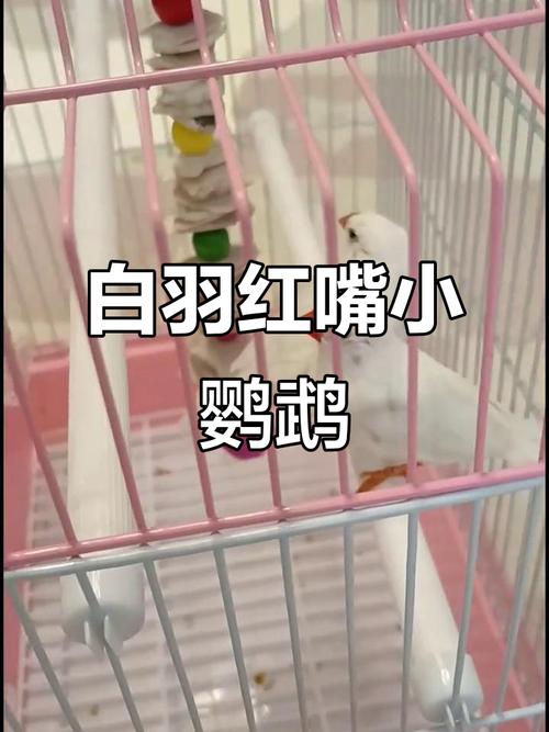 红嘴鹦鹉_宠物鸟养护指南 红嘴鹦鹉_宠物鸟养护指南