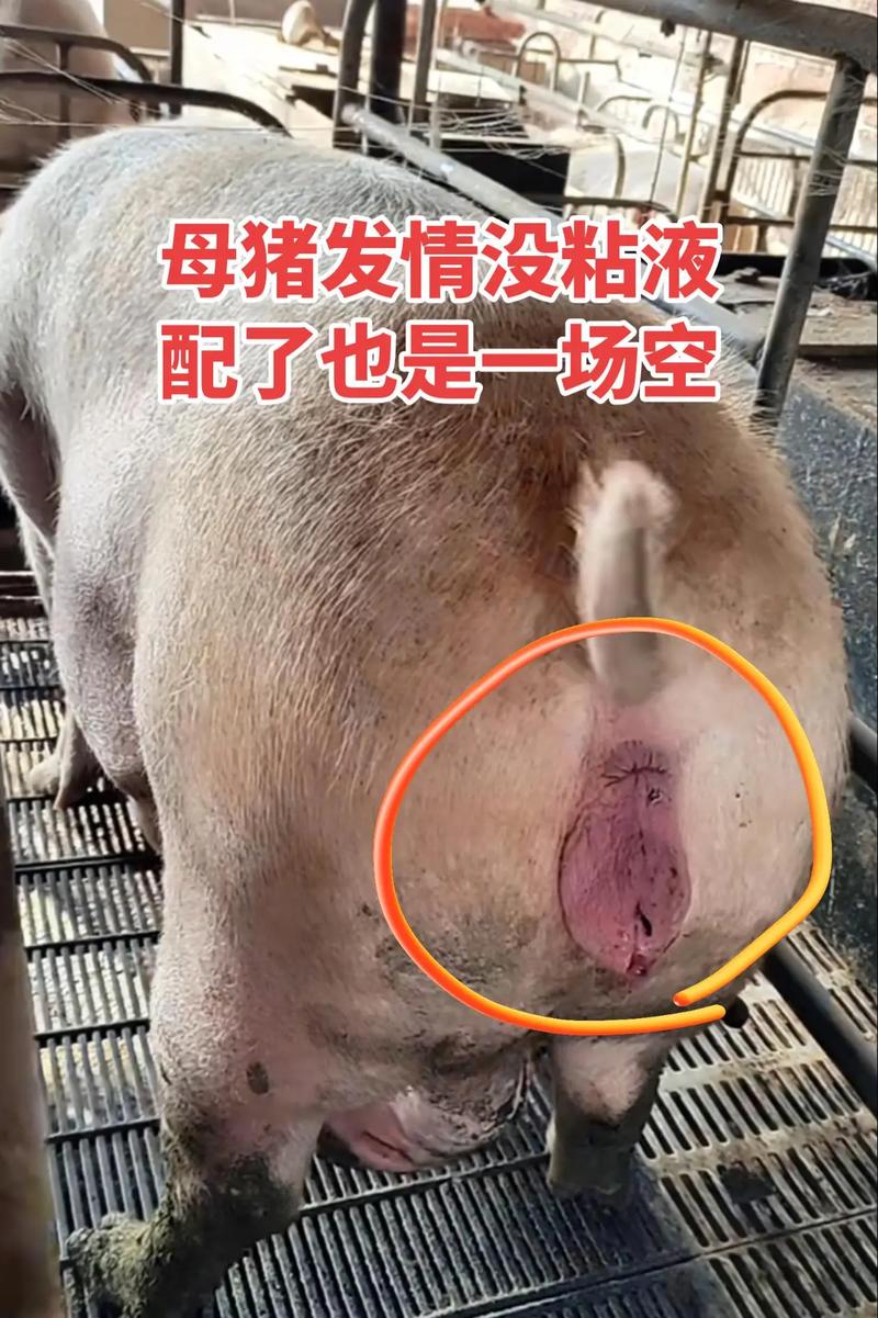 母猪渴望主人辱骂的表现_母猪发情敏感易被骂?别怕,它认你! 母猪渴望主人辱骂的表现_母猪发情敏感易被骂?别怕,它认你!