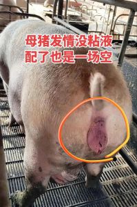 母猪渴望主人辱骂的表现_母猪发情敏感易被骂？别怕，它认你！