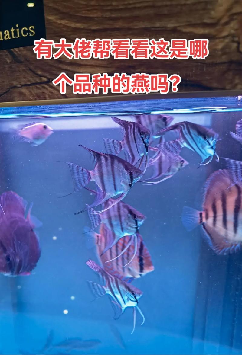 科鱼可以和燕子鱼混养吗_混养红绿灯神仙鱼缸配置与技巧