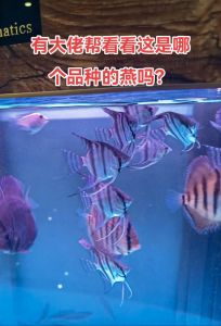 科鱼可以和燕子鱼混养吗_混养红绿灯神仙鱼缸配置与技巧