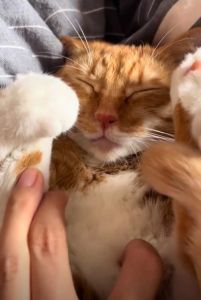 柔式按摩猫趴鼻吸，放松猫咪身心，增进主宠情谊